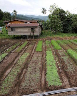 AGRICULTURE PROGRAM